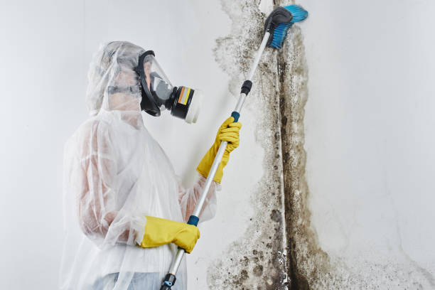 Why You Should Choose Our Mold Remediation Services in Cornersville, TN